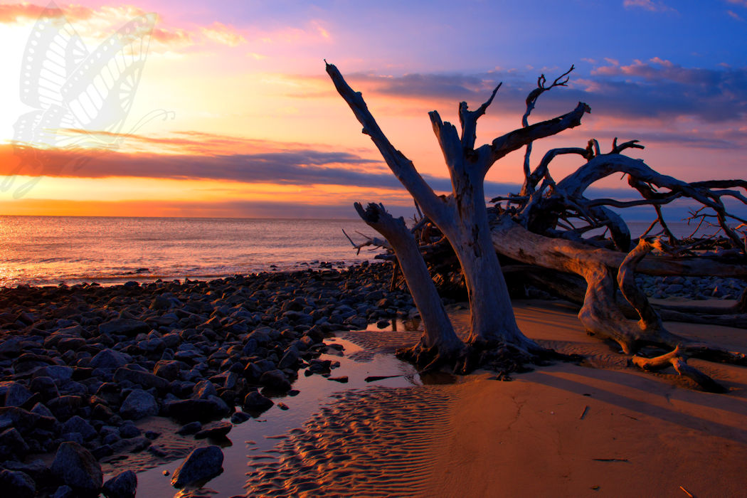 Driftwood Beach